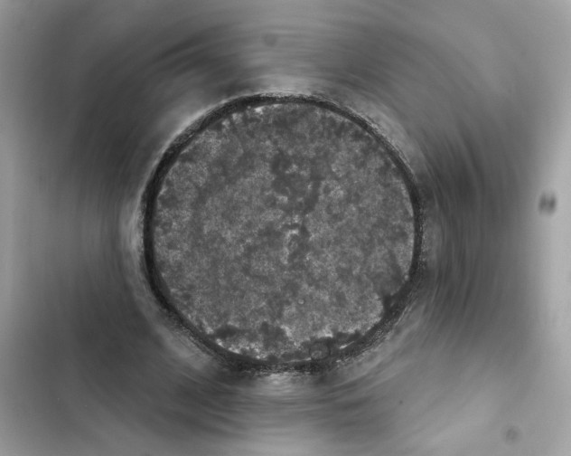 X0000101970584200808151340