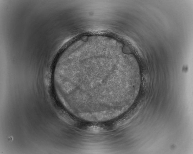 X0000101970596200808151339