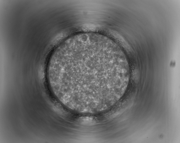 X0000101970687200808151338
