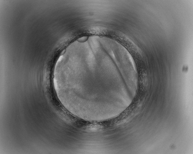 X0000101970696200808151338