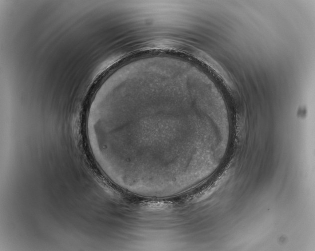X0000101970826200808151336