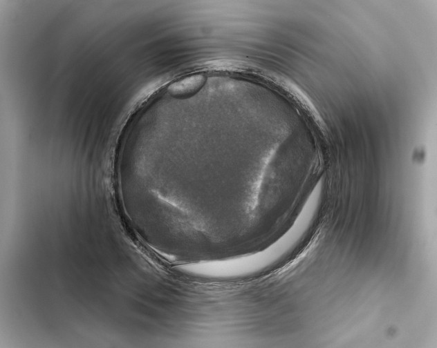 X0000101970930200808151334