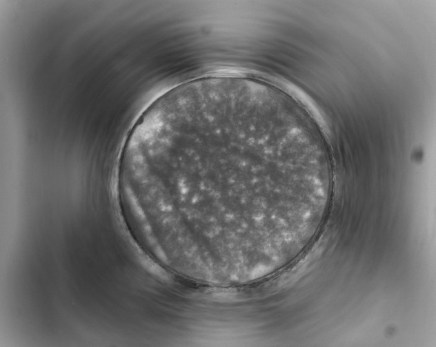 X0000101971194200808151330