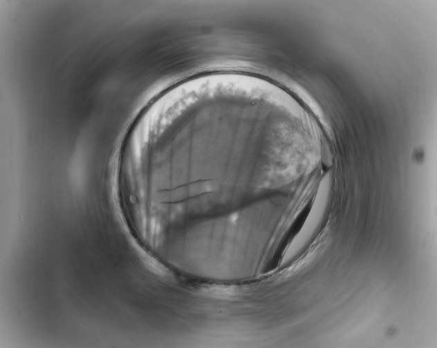 X0000101971245200808151330