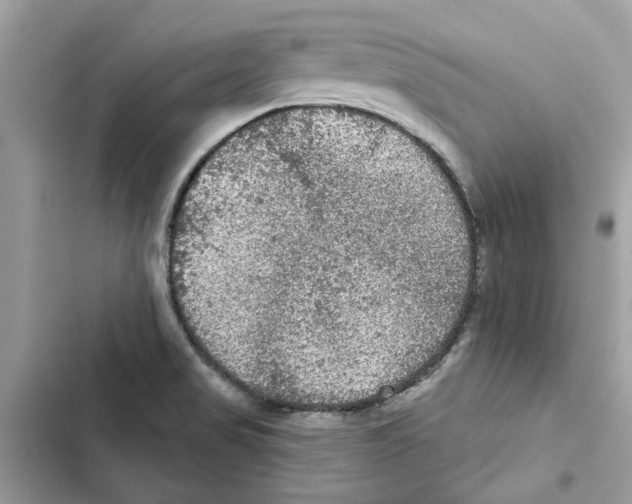 X0000101971517200808151326