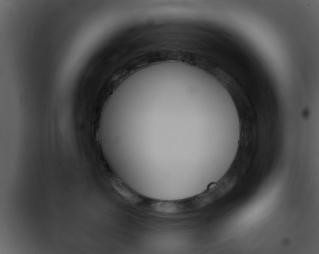 X0000101980766200807180800