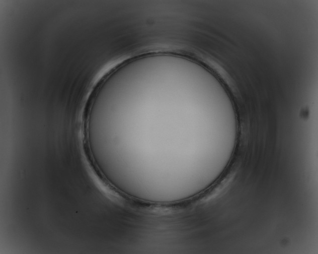 X0000101981034200807180755