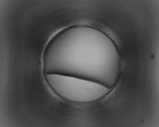 X0000101981036200807180755