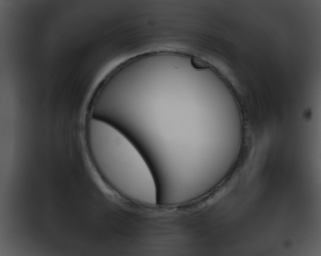 X0000101981038200807180755