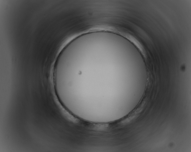 X0000101981055200807180756