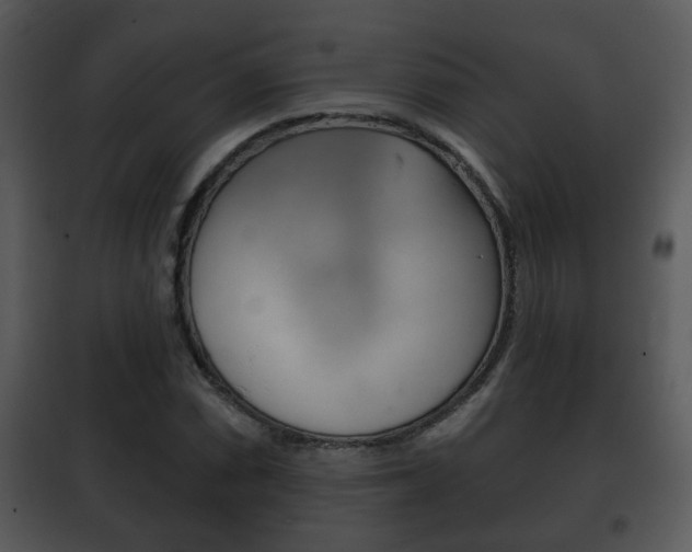 X0000101981066200807180755