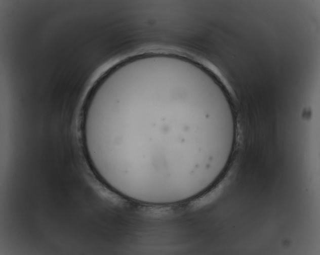 X0000101981074200807180755