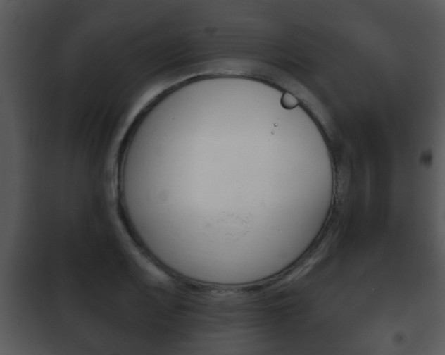 X0000101981083200807180754