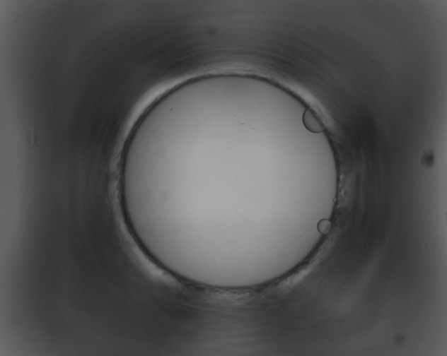 X0000101981086200807180754