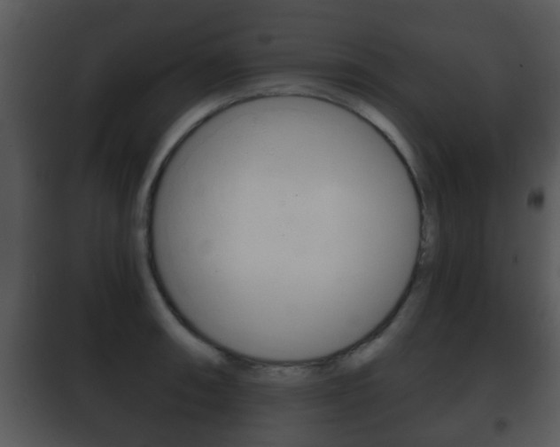 X0000101981090200807180754