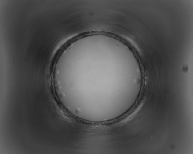 X0000101981117200807180754
