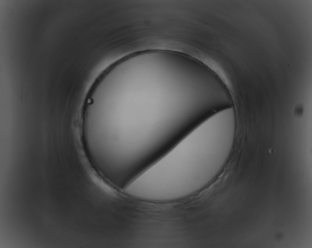 X0000101981136200807180754