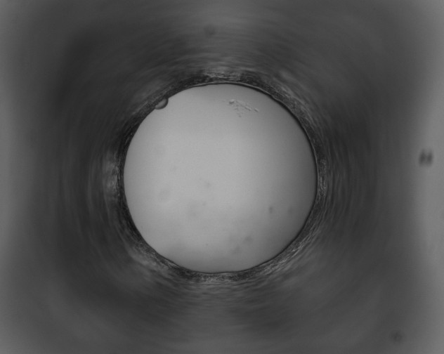 X0000101981154200807180753