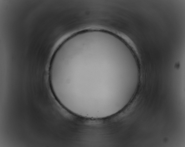 X0000101981183200807180753