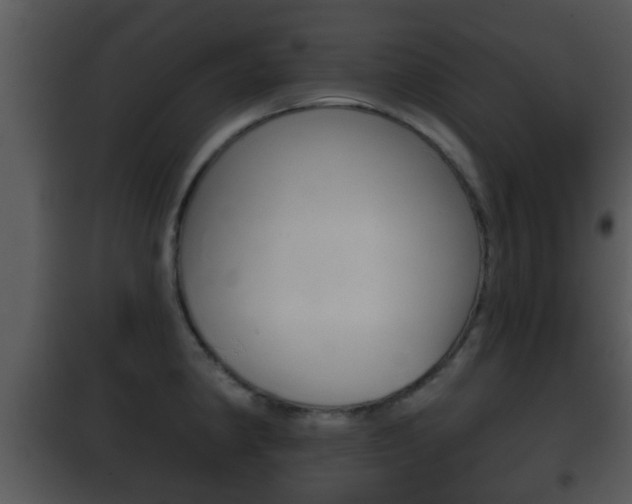 X0000101981190200807180753