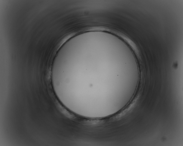 X0000101981193200807180753