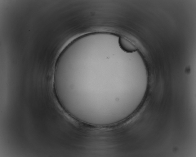X0000101981228200807180752