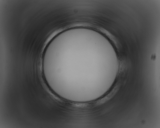 X0000101981274200807180751