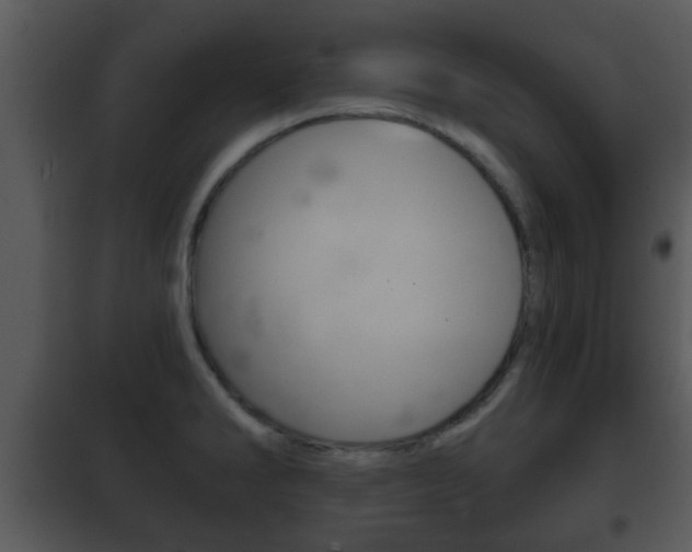 X0000101981286200807180751