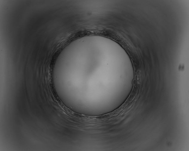 X0000101981298200807180750
