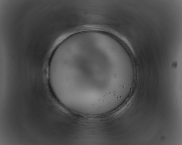 X0000101981365200807180750