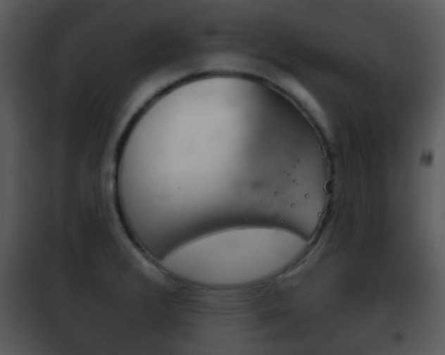 X0000101981376200807180750