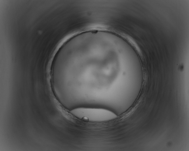 X0000101981435200807180749