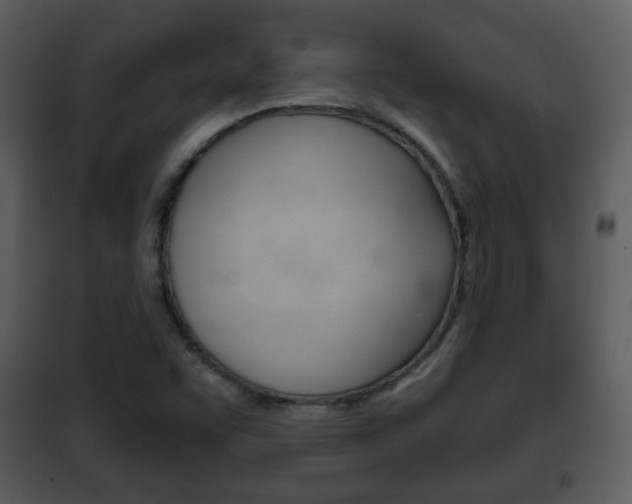 X0000101981455200807180748