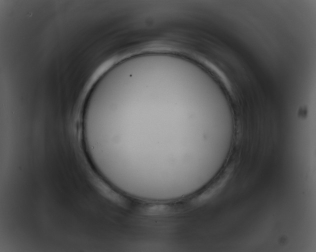 X0000101981467200807180748