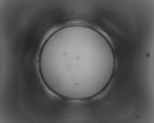 X0000101981474200807180748