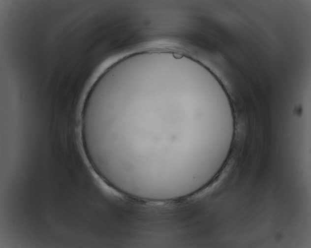 X0000101981478200807180748