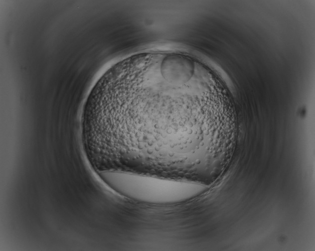 X0000101981483200807180748