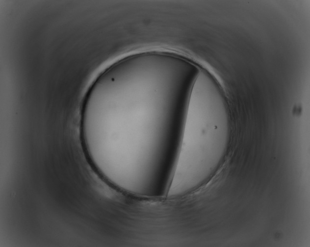 X0000101981508200807180747