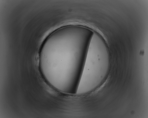 X0000101981509200807180747