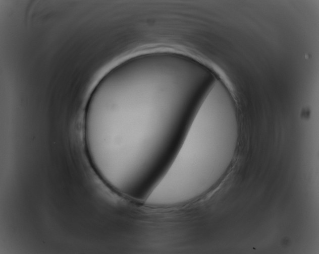 X0000101981516200807180748