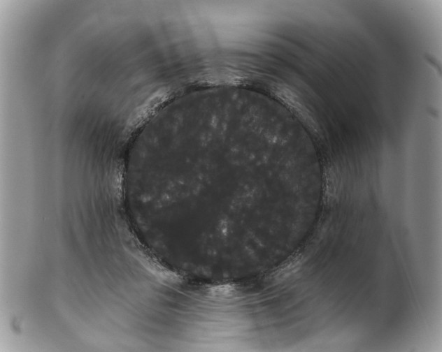 X0000101980309200807251239