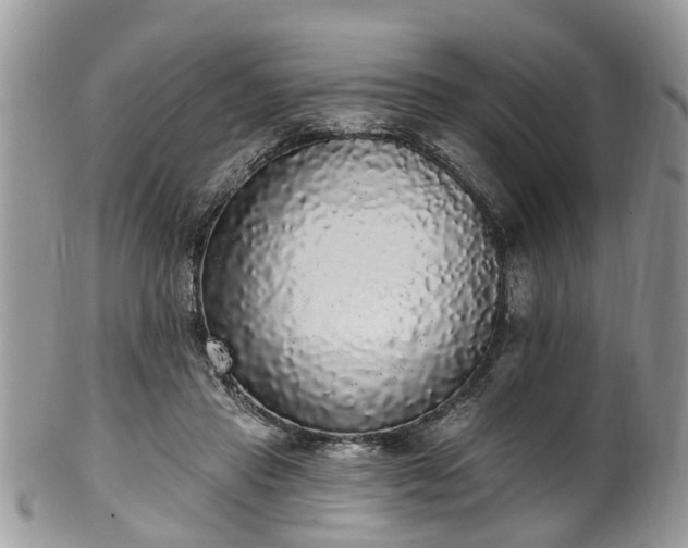 X0000101980453200807251237