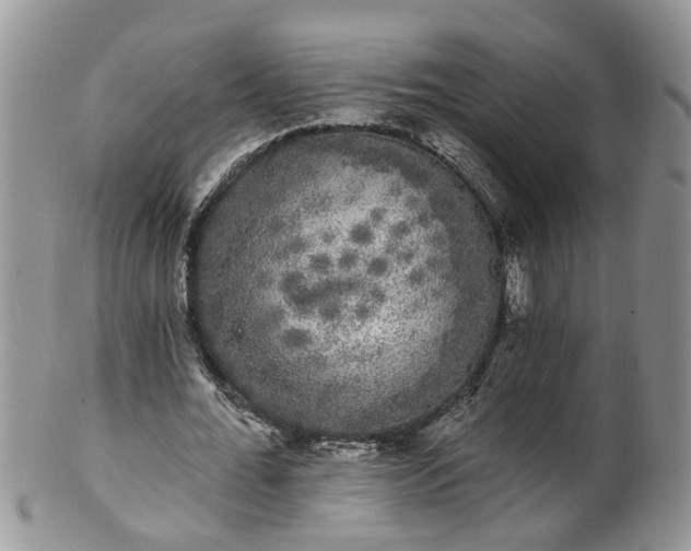 X0000101980676200807251234