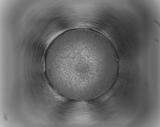 X0000101980838200807251231