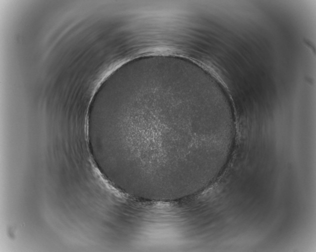 X0000101980839200807251231