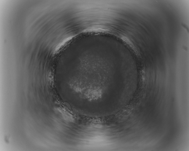 X0000101980872200807251231