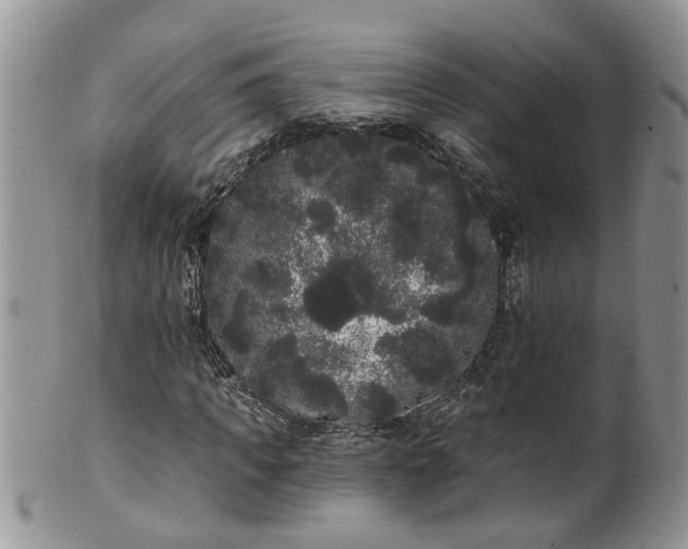 X0000101980917200807251230