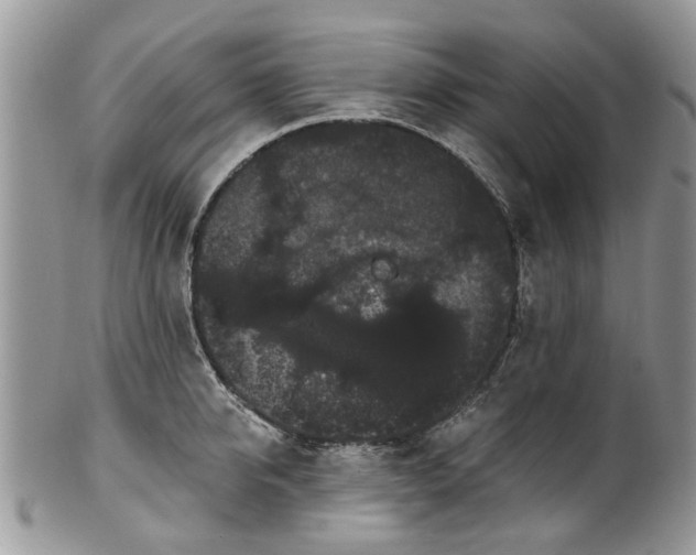 X0000101980950200807251230