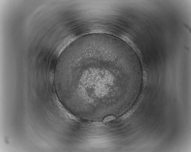 X0000101980993200807251229