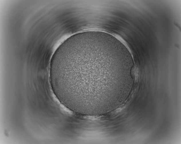 X0000101981005200807251229